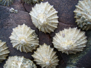 Common_limpets1